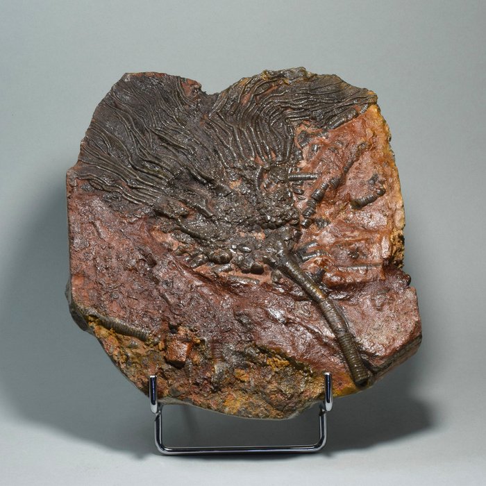 Crinoid fossilised animal for sale  