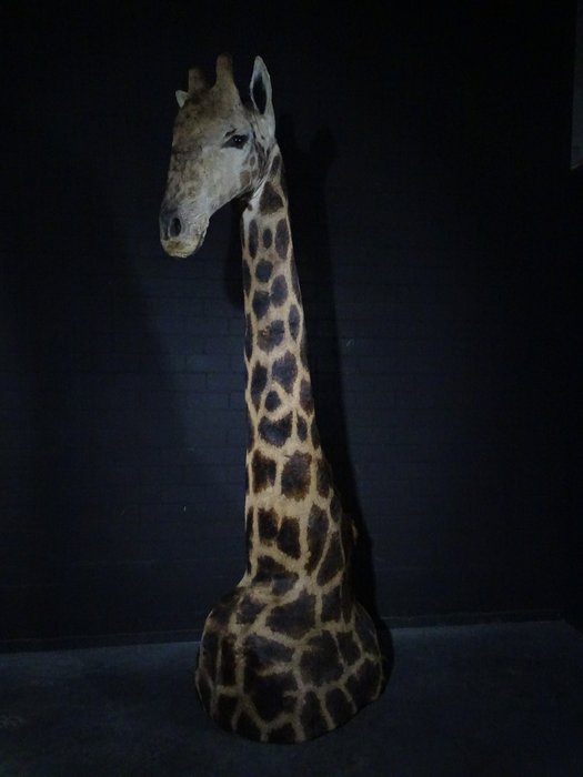 Northern giraffe standing usato  