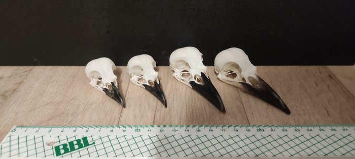 Crow skull corvidae for sale  