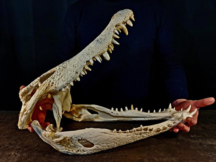 Large siamese crocodile for sale  