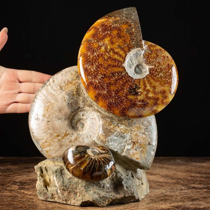 Ammonites and nautilus usato  