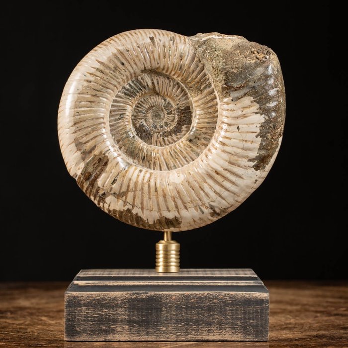 Ammonite wood brass for sale  