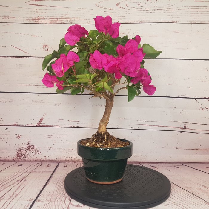 Usato, Bonsai Bougainvillea (Bougainvillea glabra) - 29×34 cm - Spagna Piante e bonsai Bonsai usato  