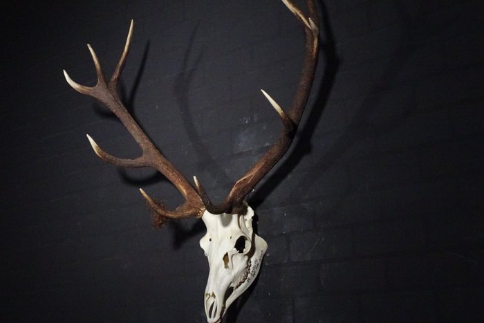 Large red stag for sale  