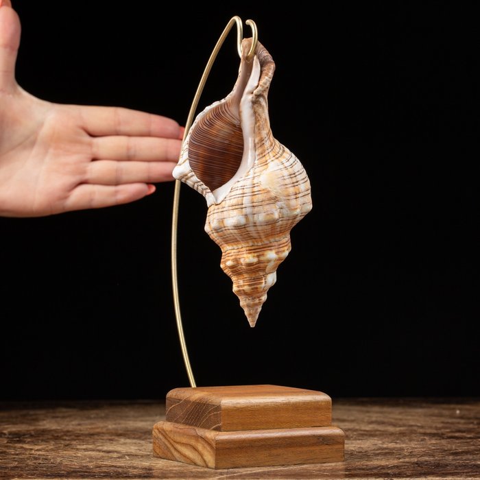 Trapezium horse conch for sale  