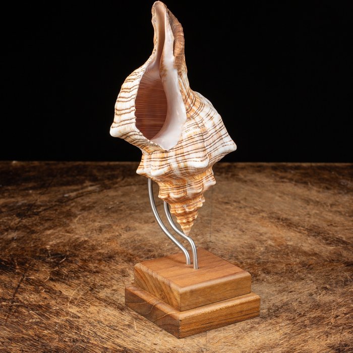 Sea shell design for sale  