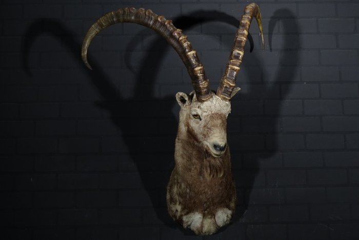 Alpine ibex adult for sale  