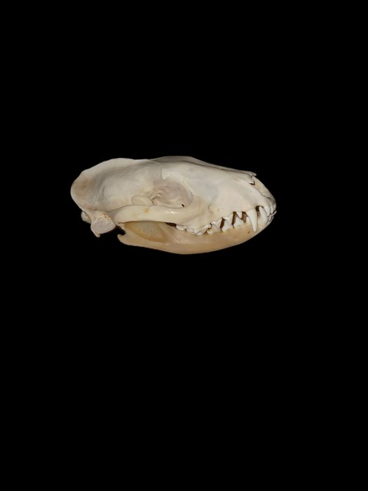 African civet skull usato  
