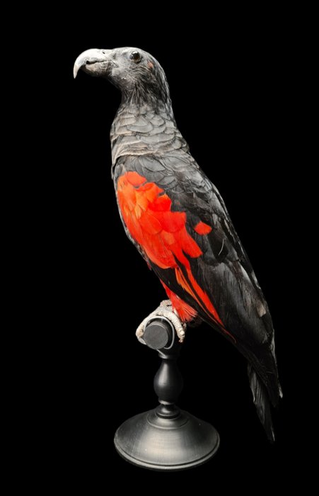 Pesquet parrot adult for sale  