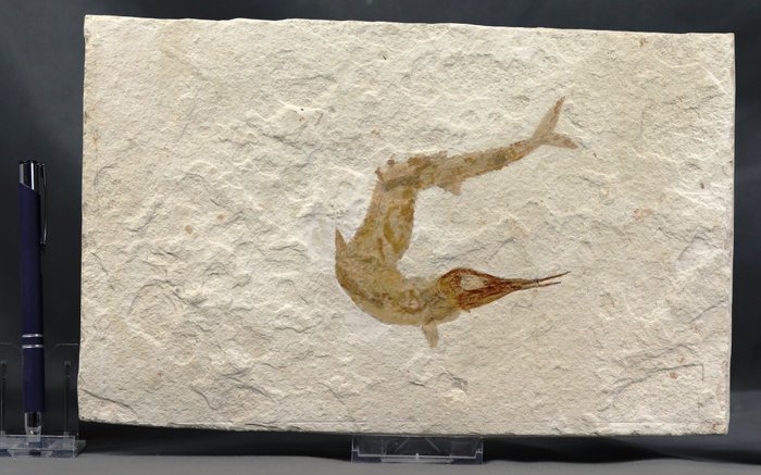 Fish fossil fish d'occasion  