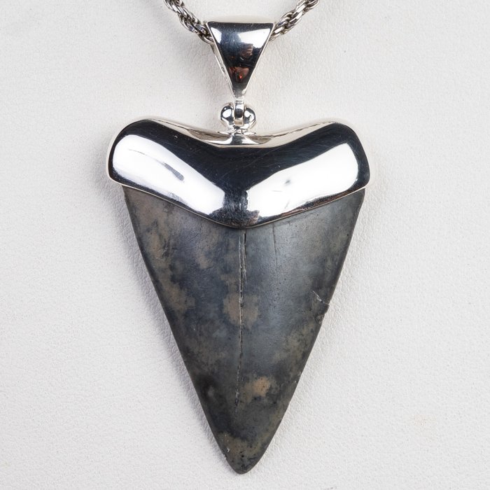 Fossil shark tooth for sale  