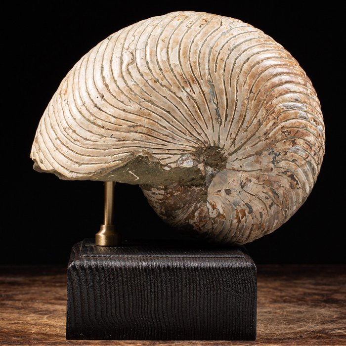 Fossil nautilus fossil for sale  