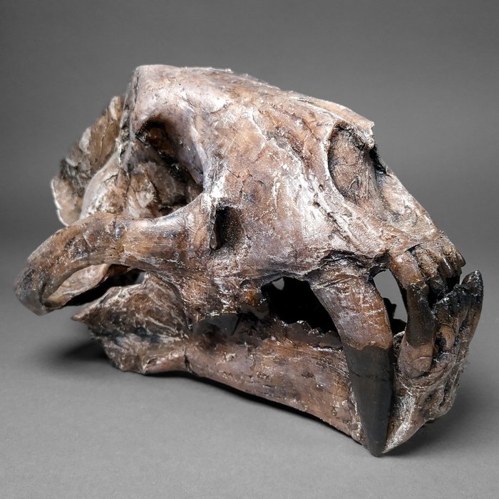 Sabre toothed cat usato  