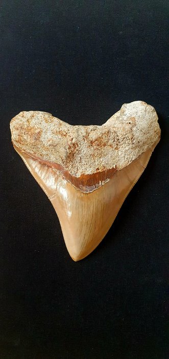 Megalodon tooth 10 for sale  