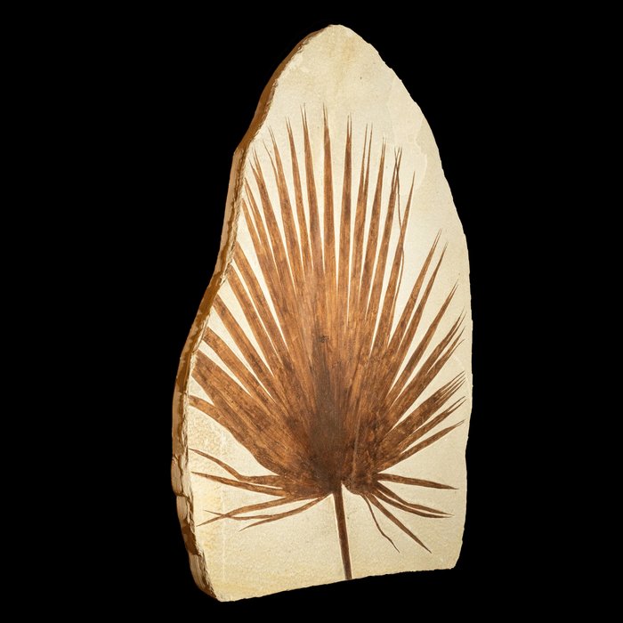Fossil palm frond for sale  