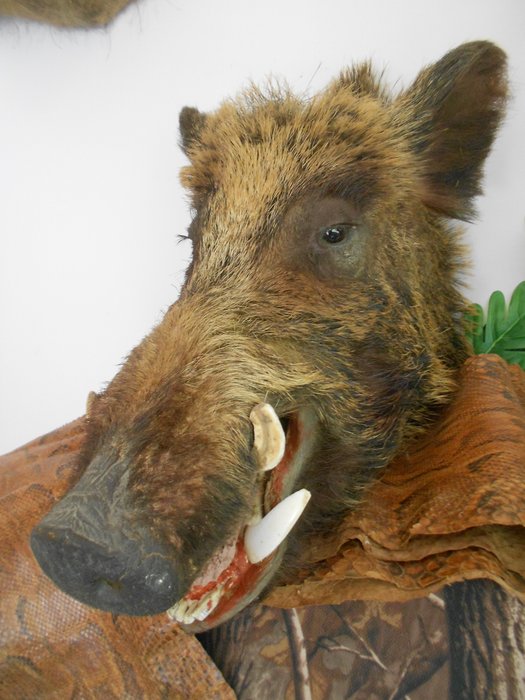 Wild boar study for sale  