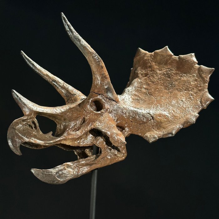 Replica dinosaur skull for sale  