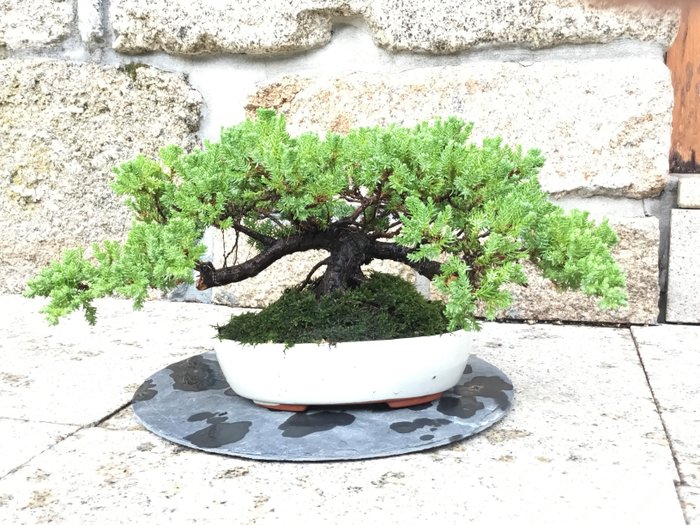 Juniper bonsai cm usato  