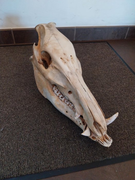 Wild boar skull for sale  