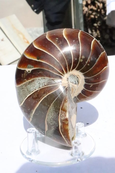 Nautilus fossilised animal d'occasion  