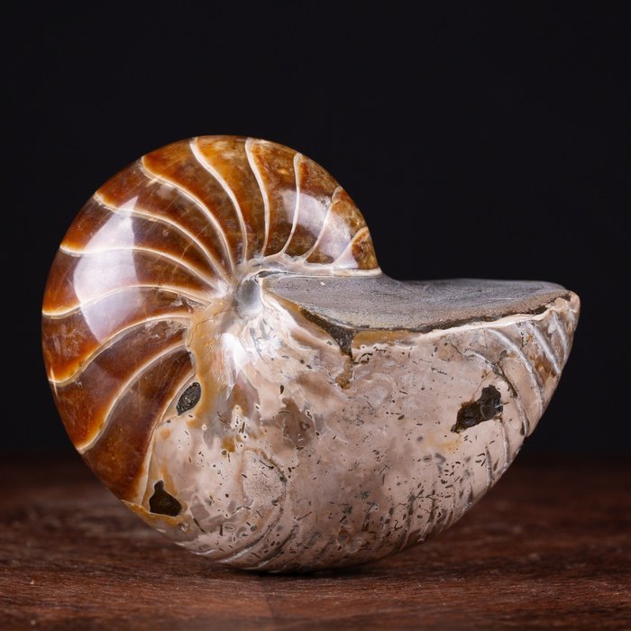 Nautilus fossilised animal usato  