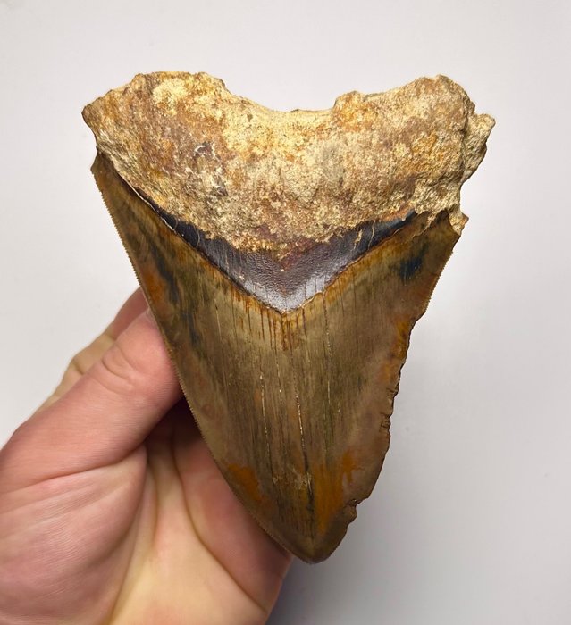 Megalodon fossil tooth for sale  