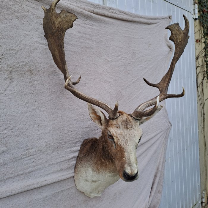 Fallow buck taxidermy for sale  