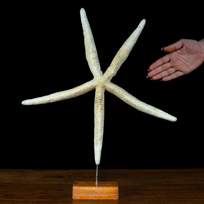 Beautiful finger star for sale  