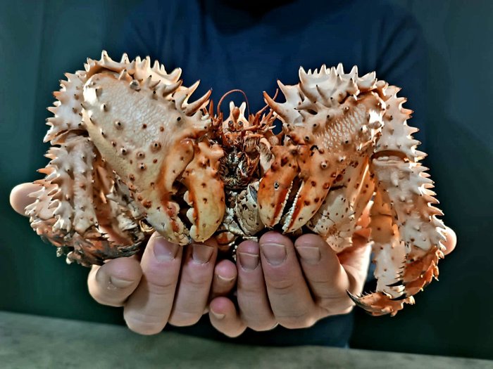 Alaskan spiny crab d'occasion  