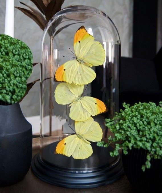 Real butterflies dome for sale  