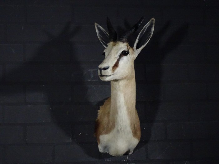 South african springbok for sale  