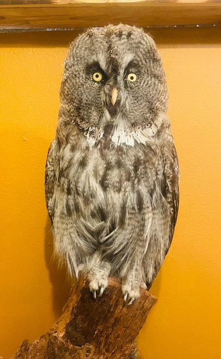 Great gray owl for sale  