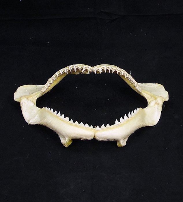 Sandbar shark taxidermy for sale  