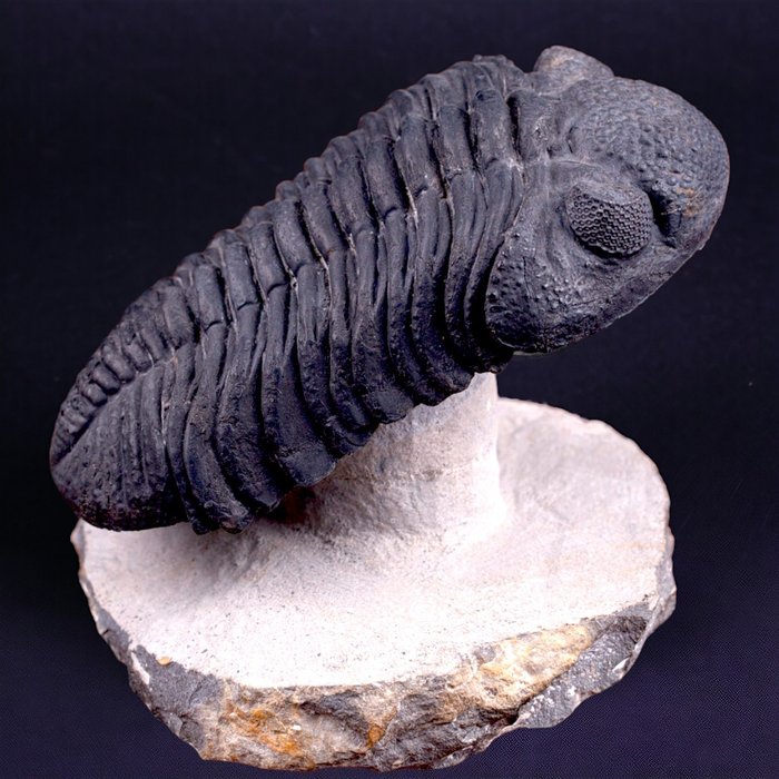 Beautiful trilobite fossil for sale  
