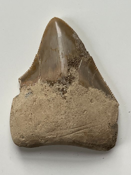 Megalodon shark tooth for sale  