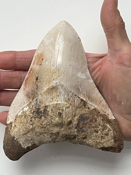 Huge megalodon tooth d'occasion  