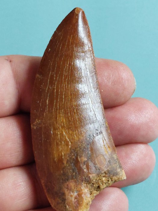 Dinosaur fossil tooth usato  