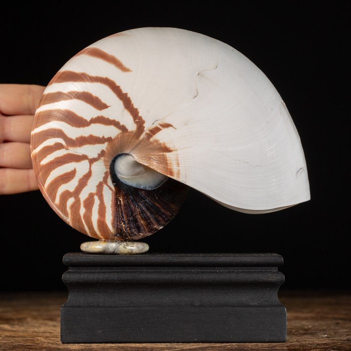 Nautilus sea shell usato  