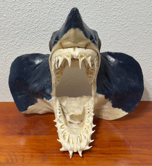 Vintage mako shark for sale  