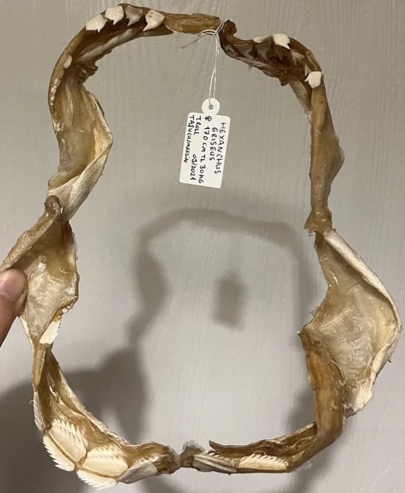Sixgill shark jaw for sale  