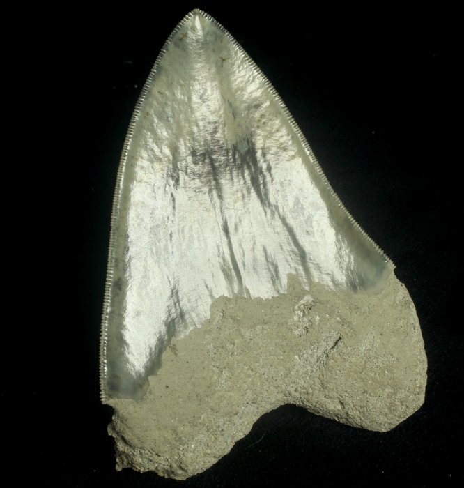 Shark fossil tooth usato  