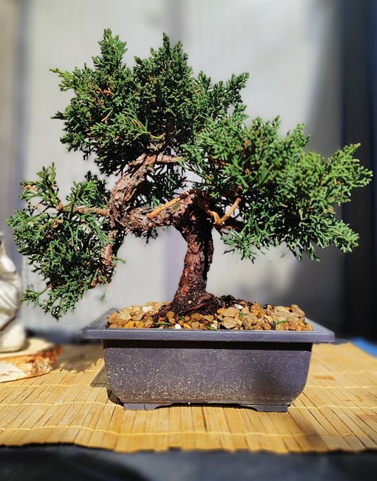 Bonsai juniperus kishu usato  