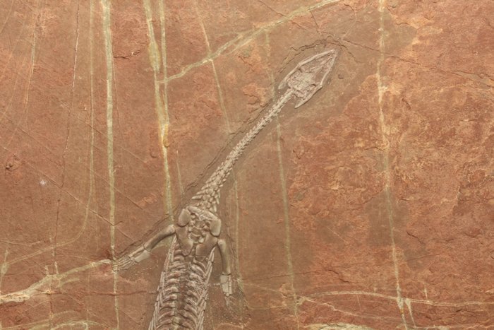 Marine reptile fossilised d'occasion  