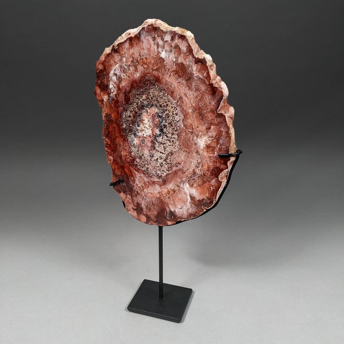 Amazing fossil wood for sale  