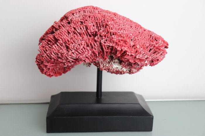 Organ pipe coral for sale  