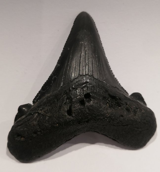 Shark fossil tooth for sale  