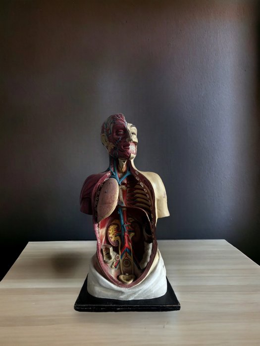Anatomical model papier for sale  