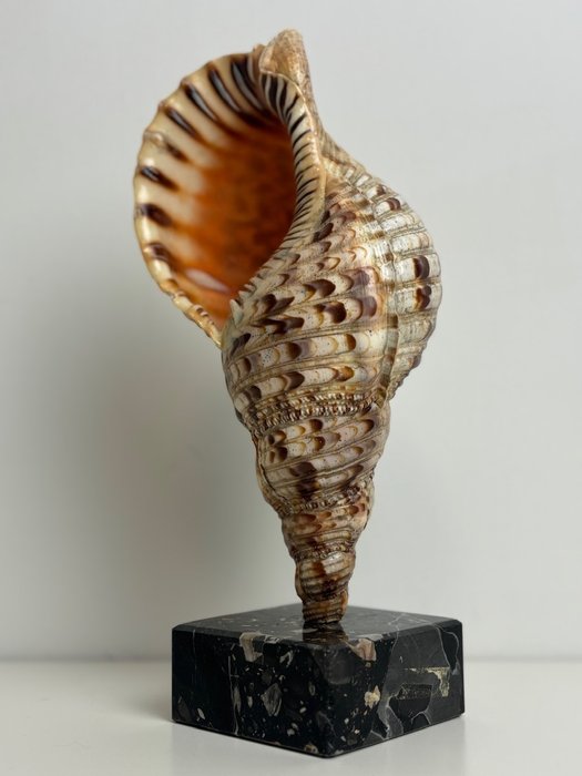 Triton trumpet fossilised for sale  