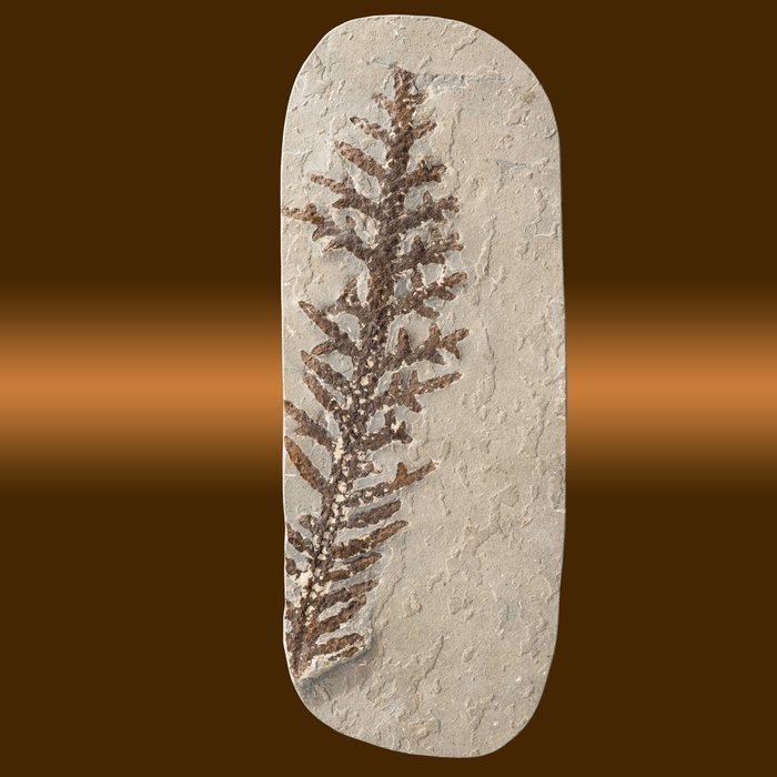 Cretaceous conifer fossilised for sale  