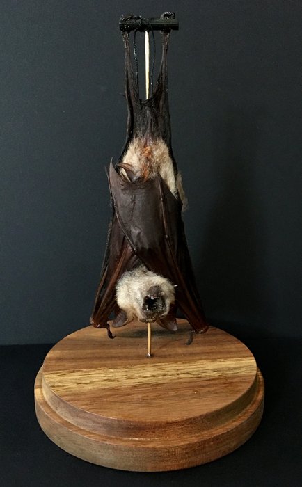 Bat taxidermy full for sale  